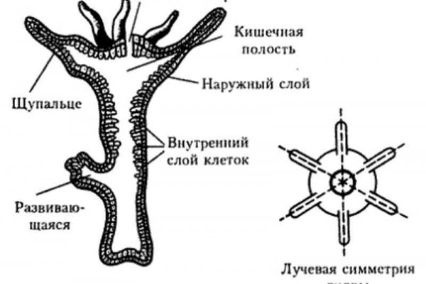 Кракен дарксайд